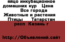 яйцо инкубационное домашних кур › Цена ­ 25 - Все города Животные и растения » Птицы   . Татарстан респ.,Казань г.